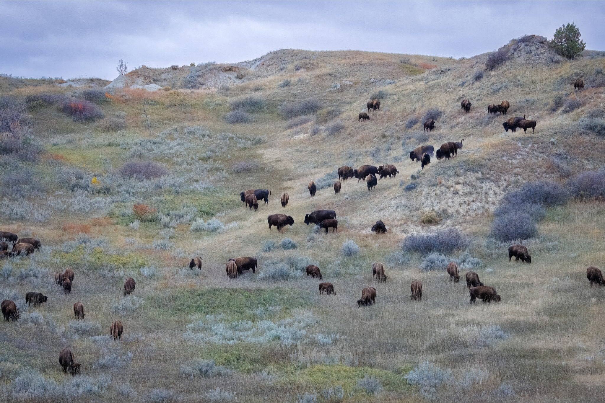 Herd of bison grazing on a grassy hillside with a cloudy sky.