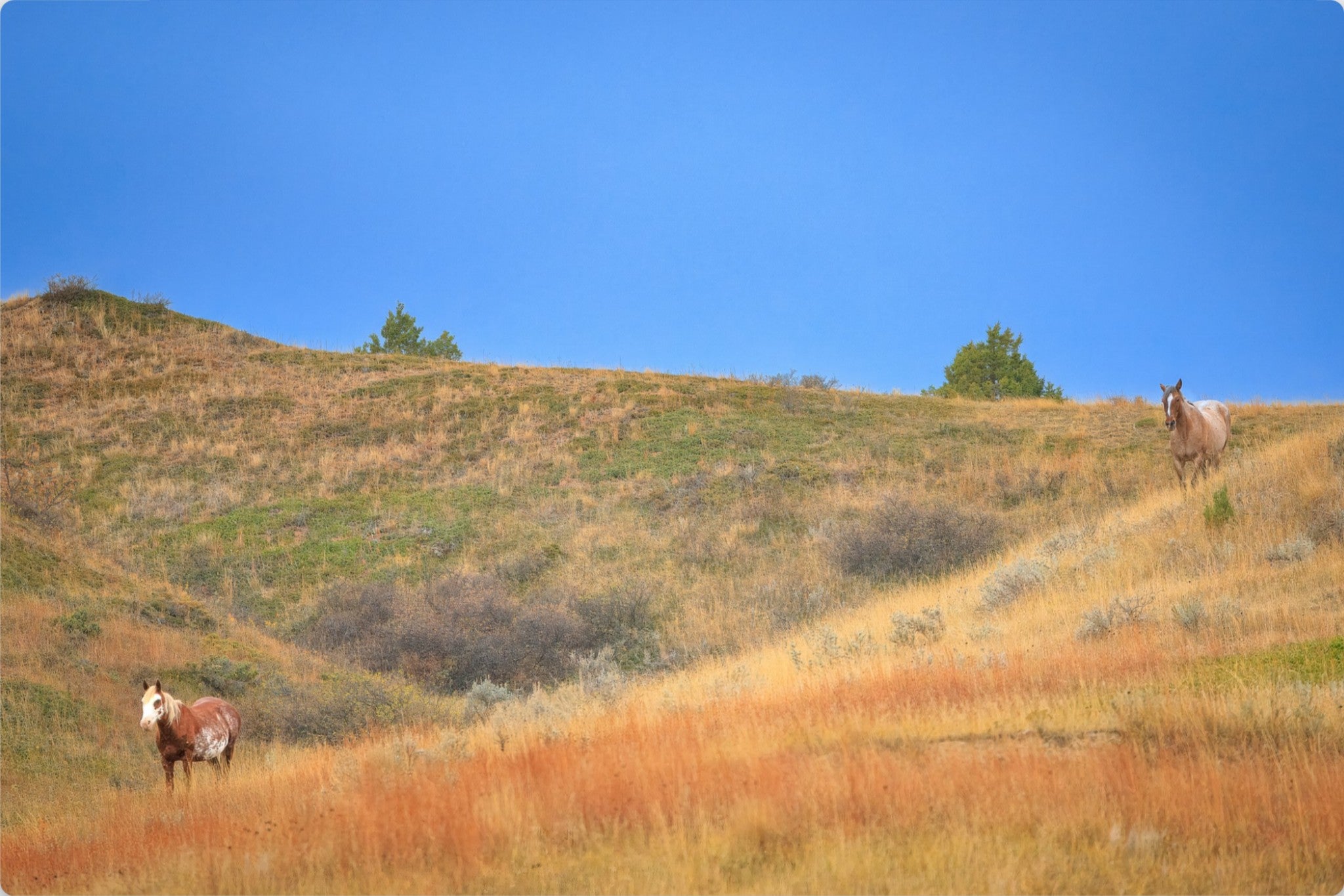 A scenic landscape photo of rolling dry grass hills under a clear blue sky, with two horses standing on the slopes.