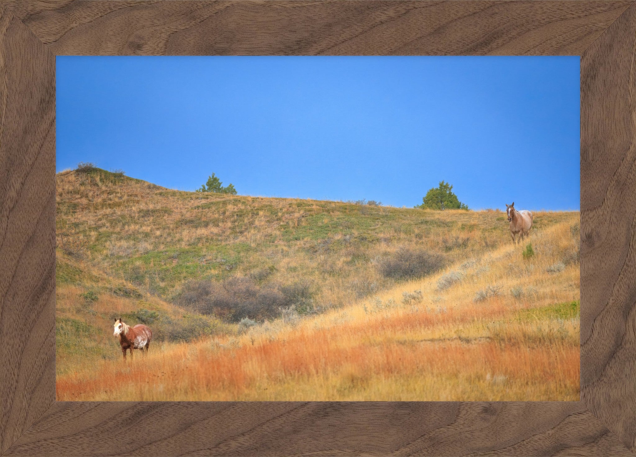 A framed landscape photograph showing dry grass-covered hills under a clear blue sky, with two horses standing on the slopes. The print is enclosed in a rustic brown wood frame.