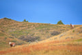 Two horses on a grassy hill with a clear blue sky