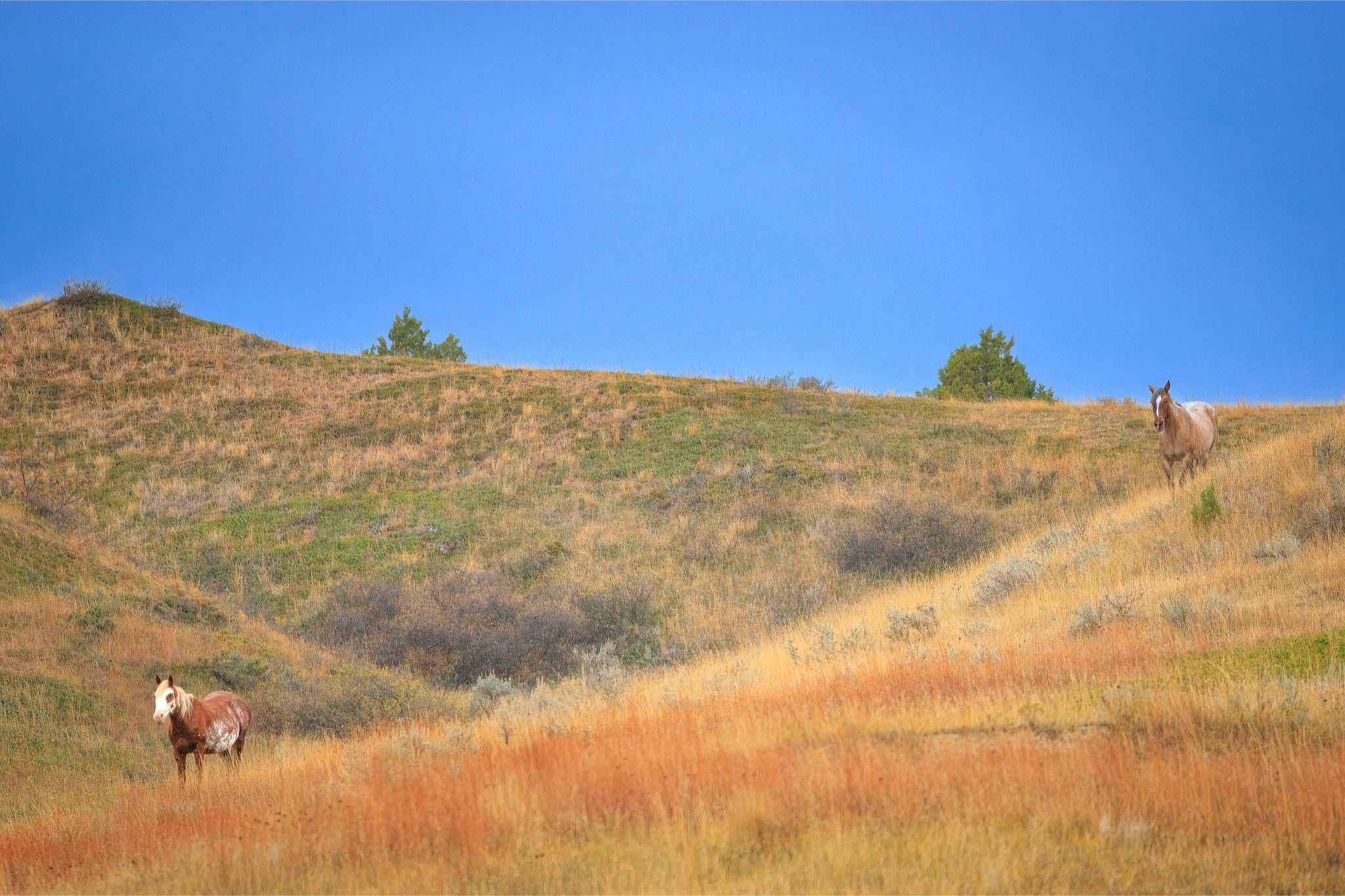 Two horses on a grassy hill with a clear blue sky
